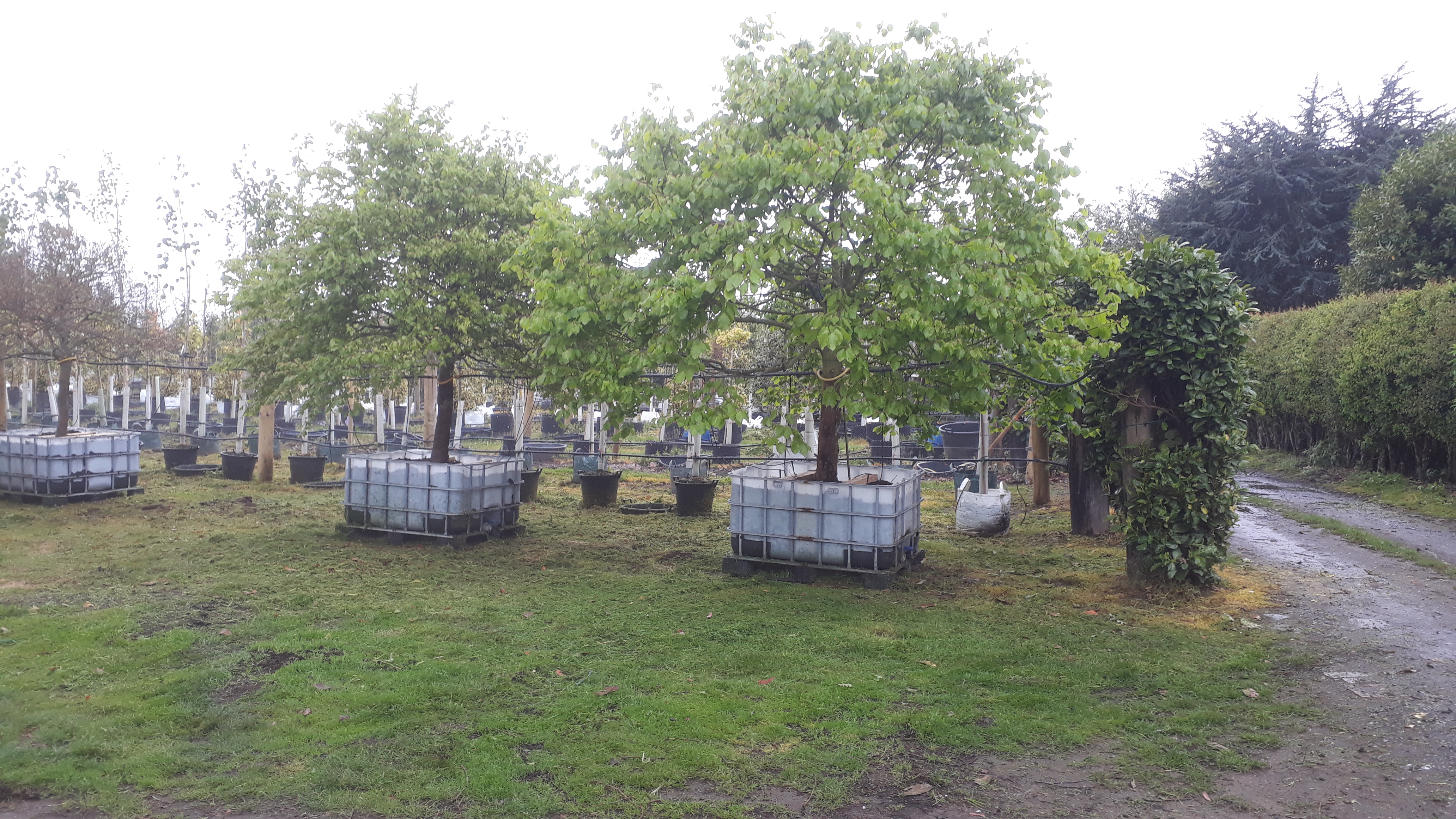 Home John Brown Nurseries